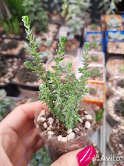 Суккуленты