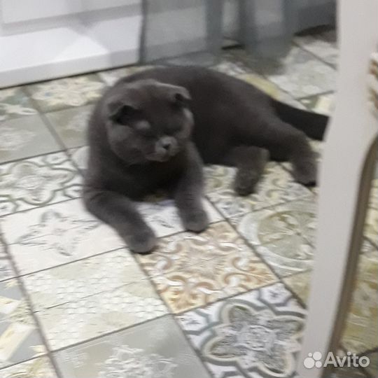 Шотландского вислоухого