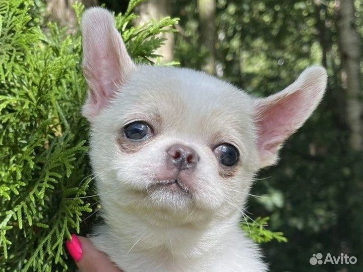 Девочка чихуахуа бело-крем Документы РКФ
