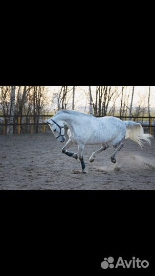 Постой для лошадей Ленинградская область