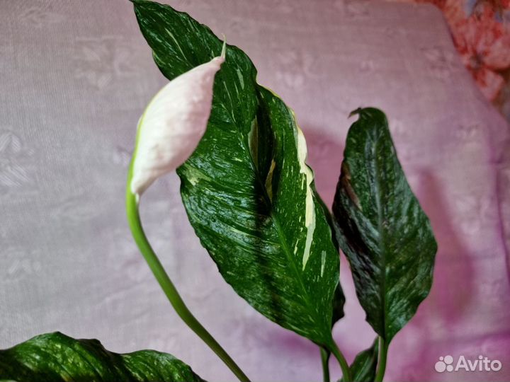 Спатифиллум вариегатный