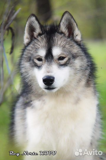 Хаски агути из питомника
