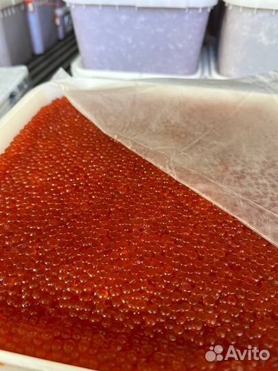 Продаю красную Икру кеты