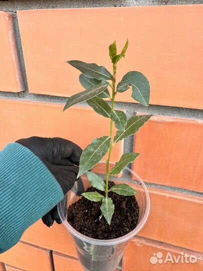 Лавровый лист