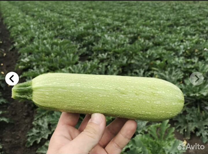 Кабачек Марселла Семена