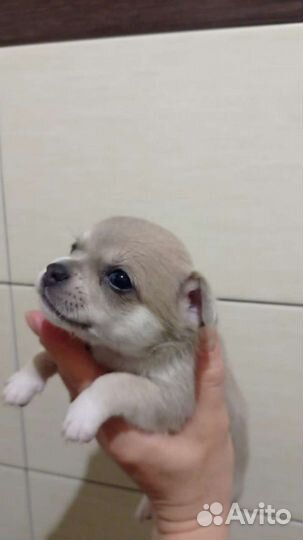 Маленькая собака#мини чихухуа