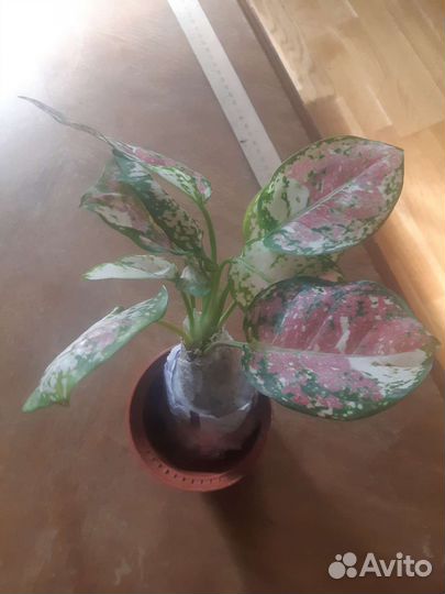 Аглаонема Триколор - неадапт