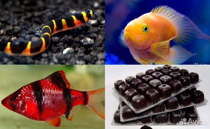 Цихлиды Цихлозомы Барбусы Мотыль Артемия Циклоп