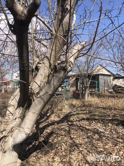 Ствол грецкого ореха