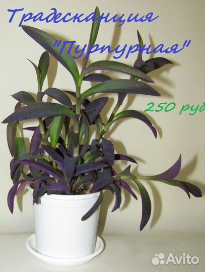 Комнатные цветы