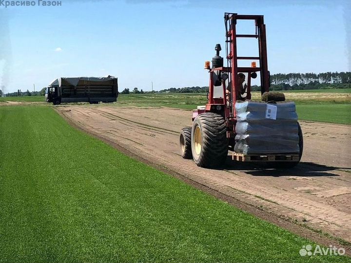 Рулонный газон от производителя