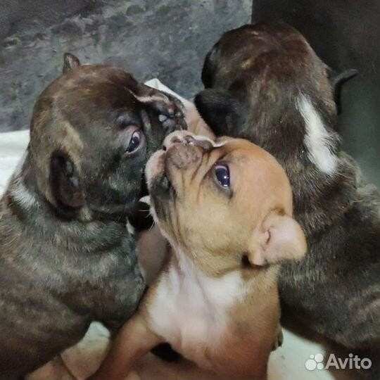 Маленькая собака