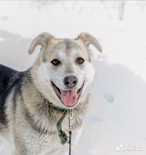 Собака в добрые руки