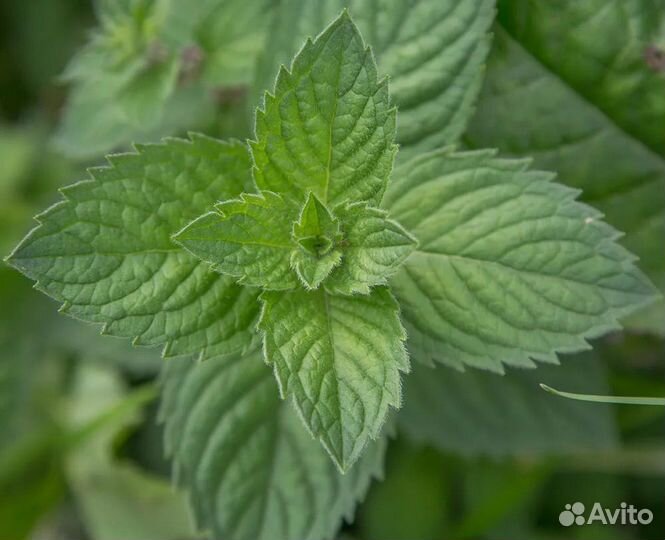 Мята разных сортов