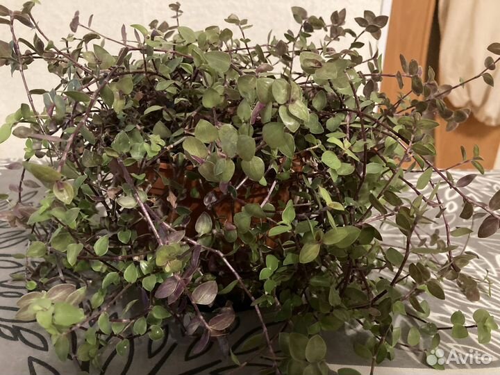 Каллизия голд