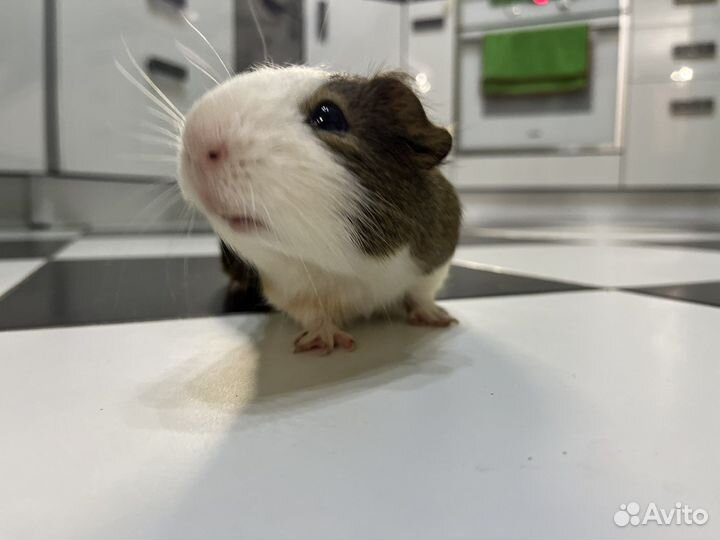 Морская свинка бесплатно