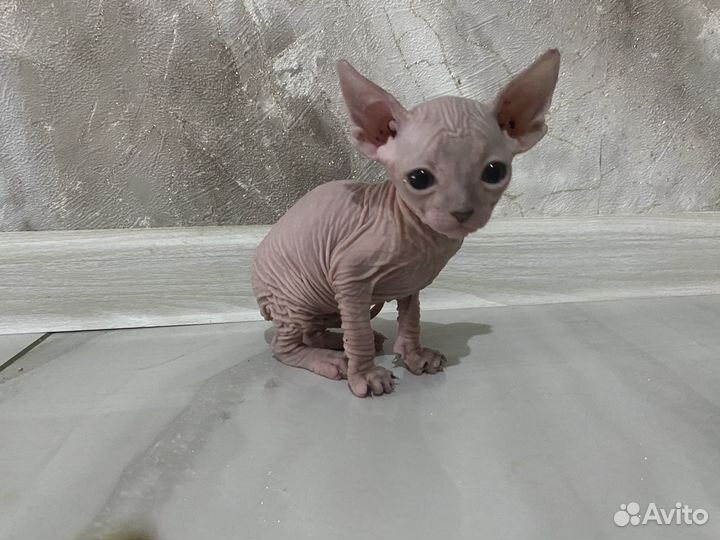 Котята сфинкс