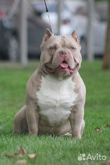 Американский булли. Вязка