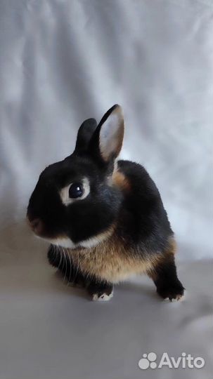 Аренда кроликов для фотосессии