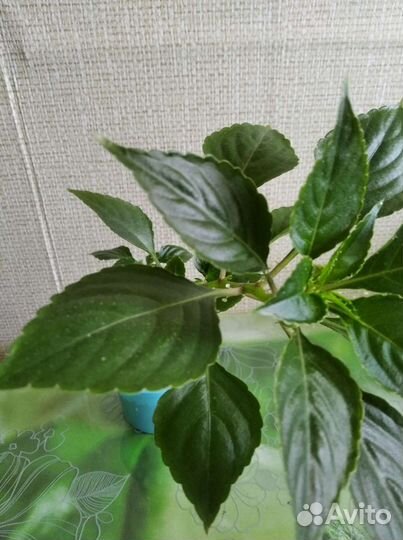 Комнатные цветы