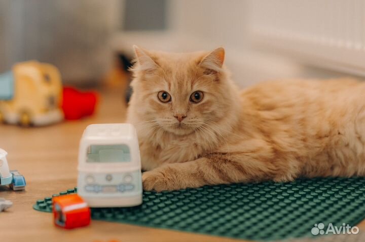 Отдам кота в добрые руки