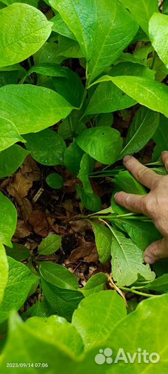 Магнолия Кобус Бореалис