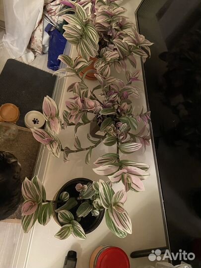 Традесканция пинк хил