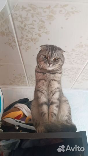 Британский кот