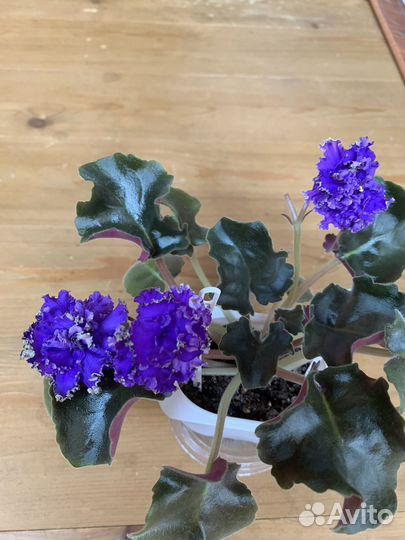 Фиалка. Сорт 