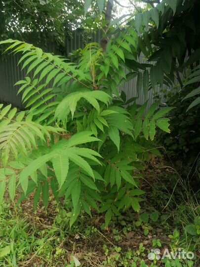 Сумах саженцы разные