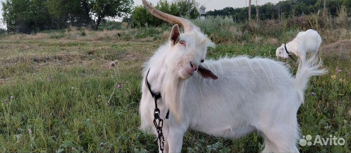 Зааненские козы маленькие и большие,дойные и котны