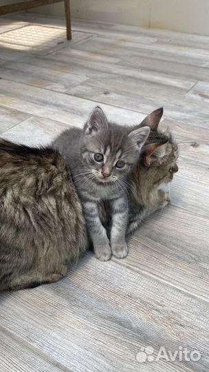 Котята