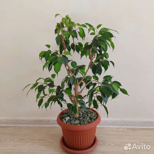 Фикус бенджамина
