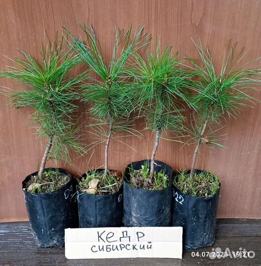 Саженцы хвойных деревьев (туя, кедр, сосна, пихта)