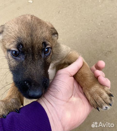 Щенок Малинуа