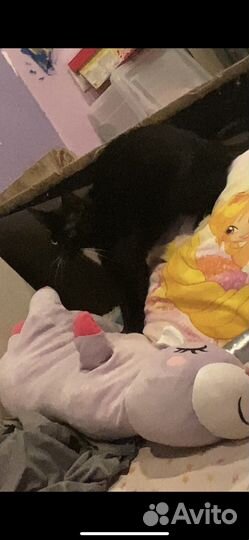 Отдам кошку. Читайте описание