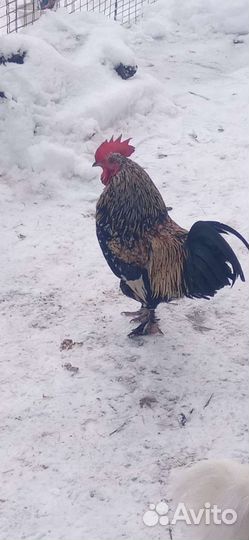 Обмен петухов