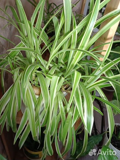 Хлорофитум