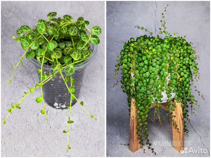 Комнатные растения вьющиеся (ампельные)