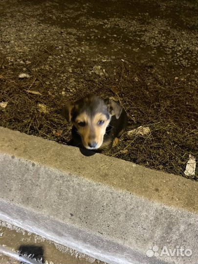 Щенок девочка в любящие руки