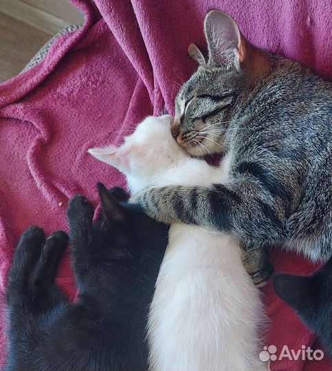 Котята в добрые руки