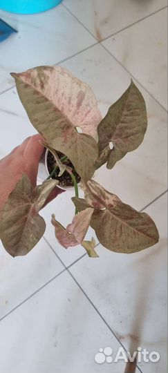 Сингониум пинк спот дабл вар