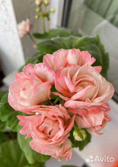 Пеларгония герань сортовая