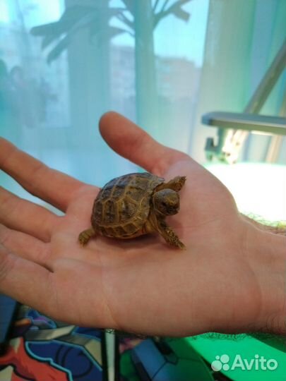 Сухопутная черепаха