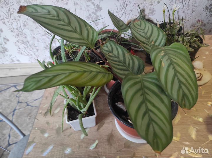 Комнатные цветы