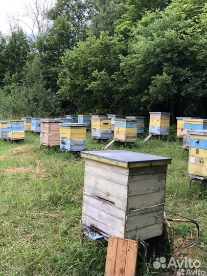 Мед чисто липовый оптом