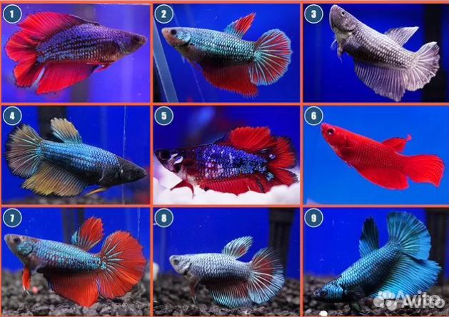 Рыбки петушки