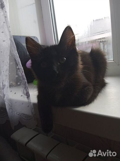 Черный пушистый котенок