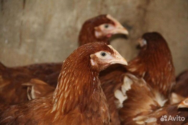 Куры несушки