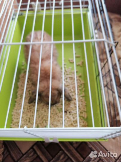 Кролик вислоухий